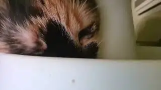 kitty eat food hamph hamph hamph hamph crunch