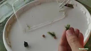 Как посадить мох Феникс