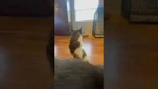 Кот Дак как динозавр