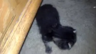 Showing you my kittens and what's inside wensday