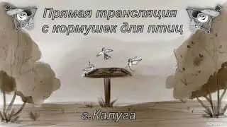 Онлайн-трансляция с кормушек для птиц и белок 02.03.2023 года. город Калуга.