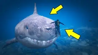 أكبر سمكة قرش في قراند 5 | GTA V BIGGEST SHARK