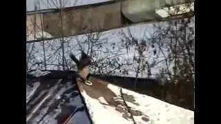 Ворона катается с горки