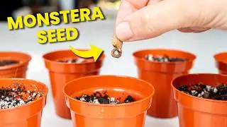 How To Grow a Monstera Plant From Seed
