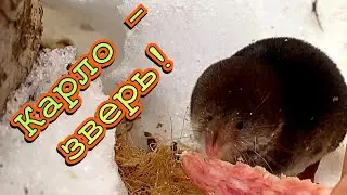 19.03.2022  Карло - стол - МКАД
