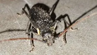 Darkling beetle