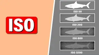 How to Set ISO for Underwater Video?