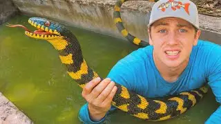 I Found a Pond INFESTED with Deadly Snakes!