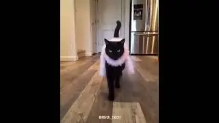 Video Kucing Lucu #6 #shortvideo #shortsvideo #kucingkucinglucu #pecintakucinglucu #duniakucinglucu