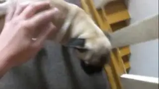 Oliver - the lucky pug