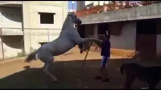 هل تعاني من رفض جوادك او حصانك عند مسك الأذن ، او عند وضع الرشمة او اللجام شاهد ماذا حصل !!!