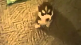 8 week old Husky pup trained  Best Vine