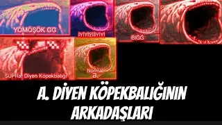 a. Diyen Köpekbalığı'nın Arkadaşları !!