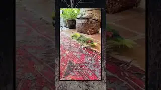 parrot scary talk😰😨 #scary#viral#video#parrot#trending#shorts#youtubeshorts#ghost#instagram#english