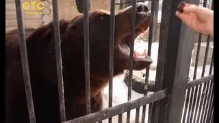 Лапы вверх, всем выйти из спячки!