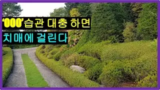 양치질습관 대충하면 치매에 걸린다