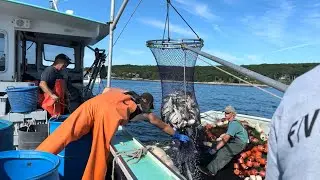 How much do American fishermen earn?! Seine fishing in the USA! 🇺🇸