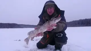 ДНО РОВНОЕ  КАК СТАДИОН , А ЩУКА ЕСТЬ ! Жерлицы вздрагивают . ВОТ ЭТО УЛОВ !