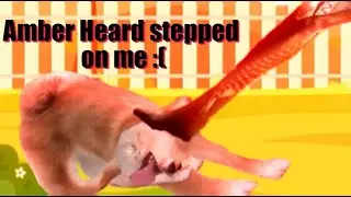 Amber Heard's Dog Breaks Silence #amberheard #mydogsteppedonabee