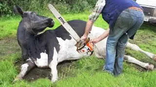 Thrilling Cow Transport & Automated Milking on Volvo Farm - Must Watch!
