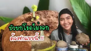 บัวบกโขดไม่งอก..!! ต้องทำแบบนี้ 14 วันงอก วิธีการเร่งยอด บัวบกโขด Coccinia Grandis