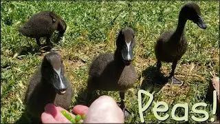 Ducklings Eating Peas! (and backyard adversities)