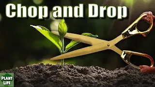 Refill Raised Garden Beds - Chop and Drop