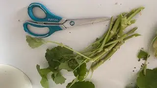 ПЕЛАРГОНИЯ.  ФОРМИРОВАНИЕ КУСТА.  В ГОСТЯХ У ЛИЛИИ.