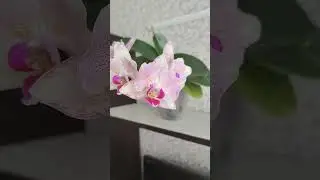 Как влияет на  цветение орхидеи не достаток света