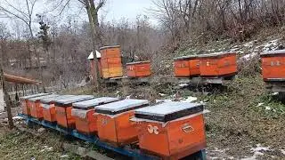Что Делать с Пчёлами.