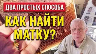 Не могу найти матку Как найти матку в улье  Нет матки Нет расплода