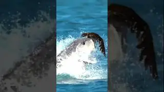 Kuwe Gerong | Ikan Pemangsa Burung #shorts
