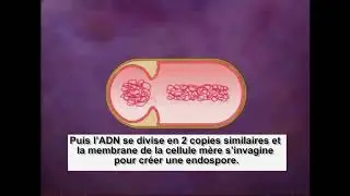 La sporulation bactérienne