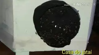 A guerra contra os forideos! Como vencer???