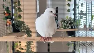 Calm and sweet and oh so fluffy: that must be Julie!  (white ringneck petdove)
