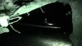 Hashing: Runners follow woodland trail by torchlight