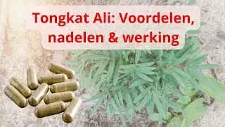 Tongkat Ali: De Voordelen, Nadelen & Werking