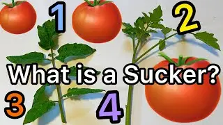 Know the 4 Parts of a Tomato Plant to Grow Tomatoes Successfully to Produce Fruit, Container Garden