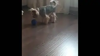 типичное шд: