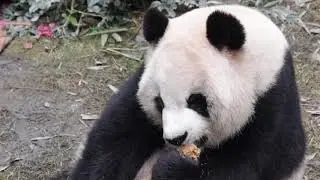 Mei Lan, aka Rou Rou , Roll Roll