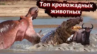 Кровожадные животных топ 5