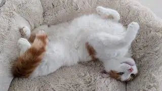 Cat Adorably Lays On His Back