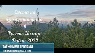 Охота на изюбря-пантача в хребте Хамар-Дабан. Бурятия 2025