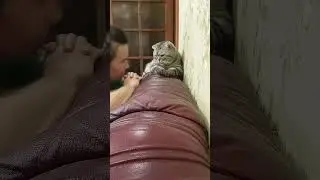Зачем нужен кот? #cat #котики #котик #тикток