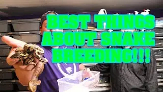 What is good about breeding REPTILES?  Is there anything, or does it all just SUCK??