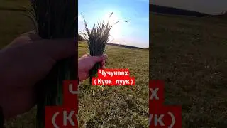 Биир күн дьылы аһатар... Чучунаах (Күөх луук) 