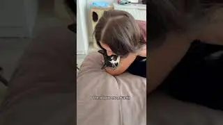 ВЫГНАЛ ЖЕНУ ИЗ-ЗА КОТОВ #животные #кот #история #развод #смешныеживотные