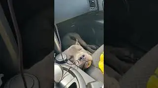 дорога #яабиссинщик
