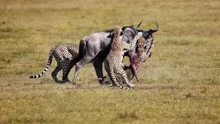 Wildebeest In The Great Battle Of Cheetah
