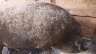 Венгерская свинья Мангалица